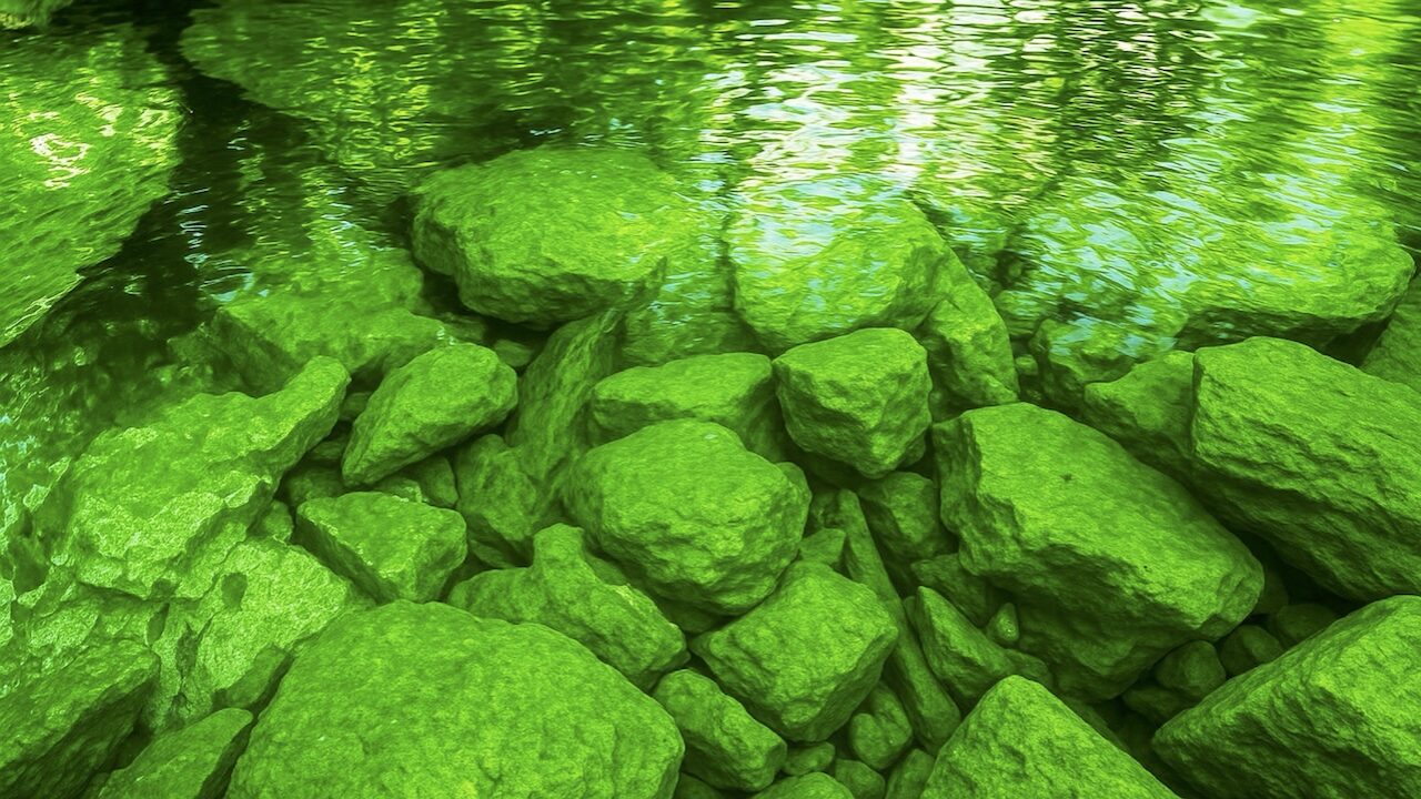 温泉藻イデユコゴメ